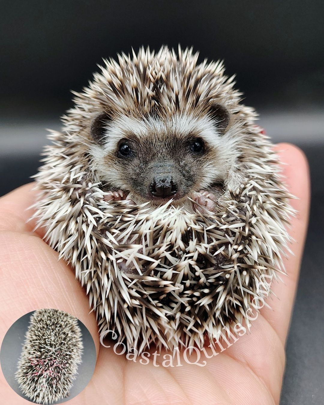 Merry (Pink) - Female - $375