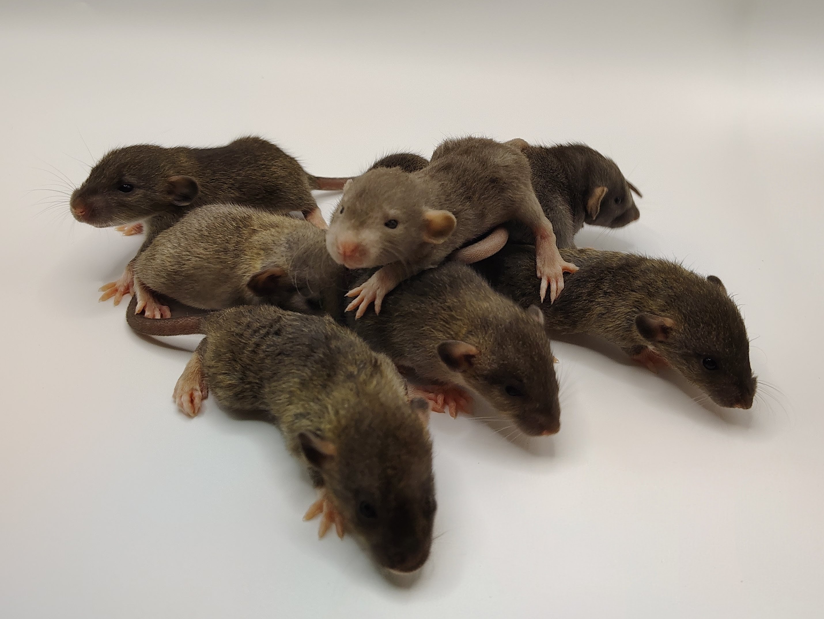 Fancy Rat Waiting List Deposit