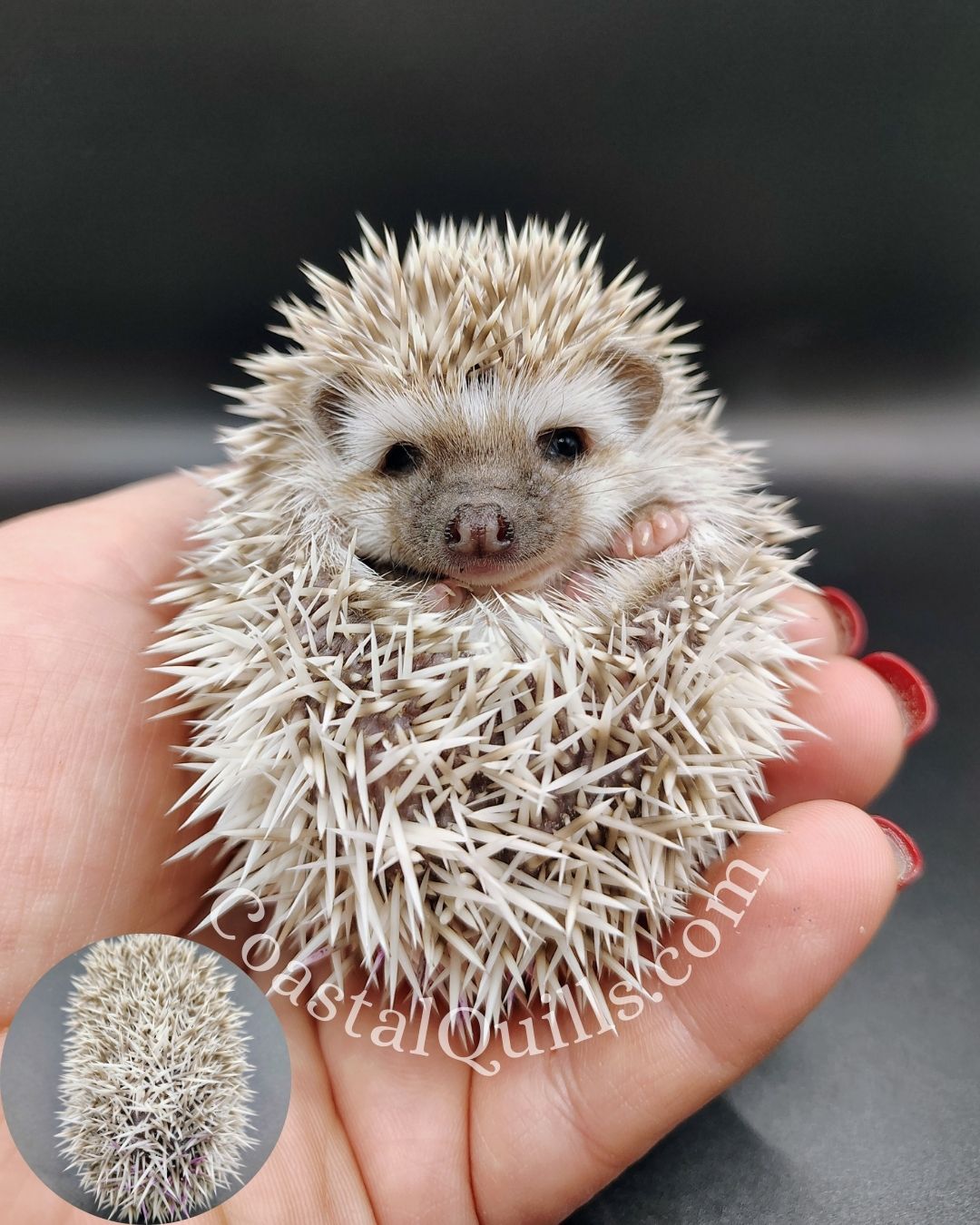 Natala (Purple) - Female - $375