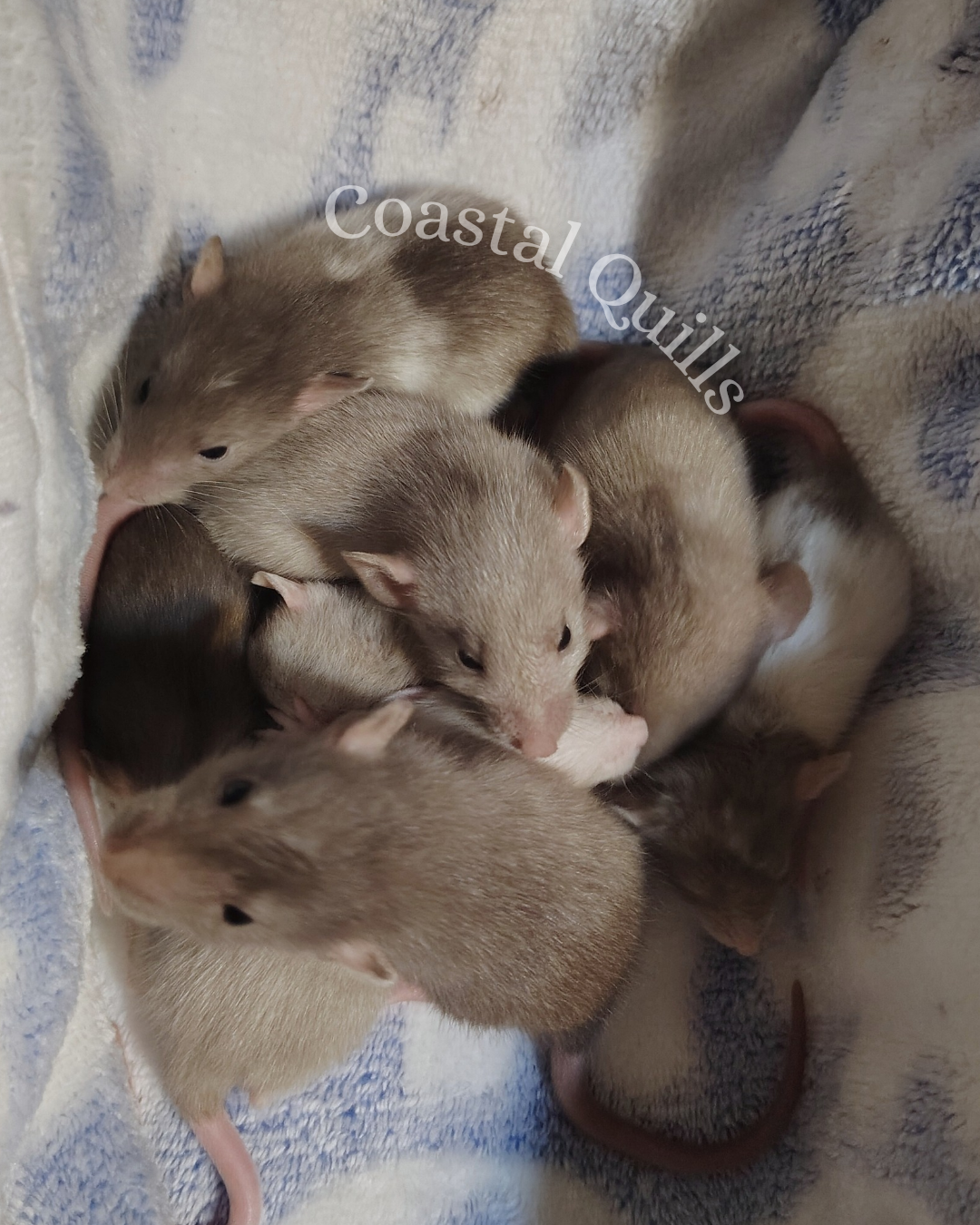 Fancy Rat Waiting List Deposit