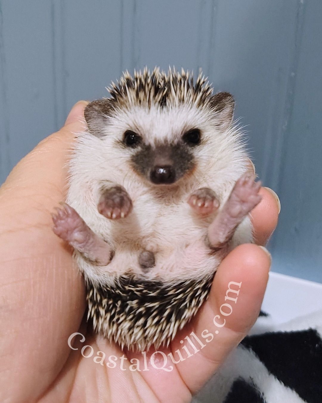 Cranberry - Female - $375 