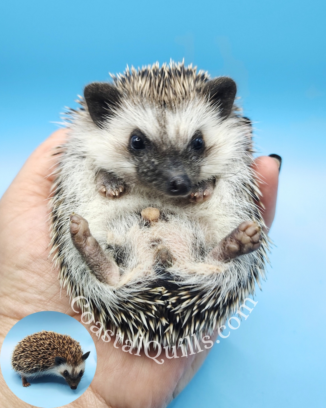 Calum (Blue) - Male - $350