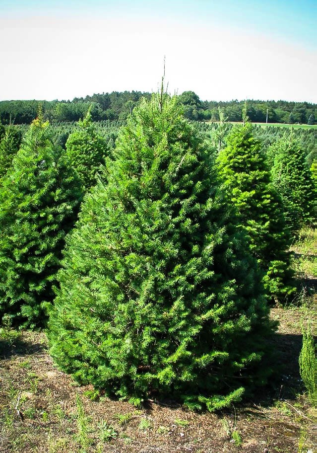 Douglas Fir