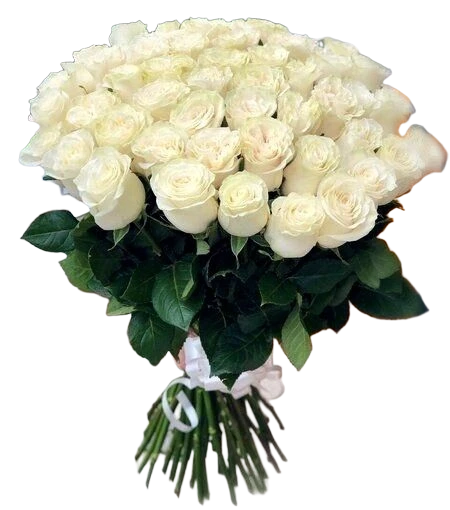 Roses - White