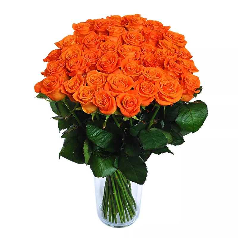 Roses - Orange
