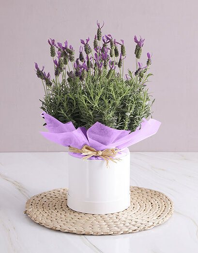 Lavender & Lily Box