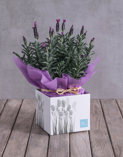 Lavender & Lily Box