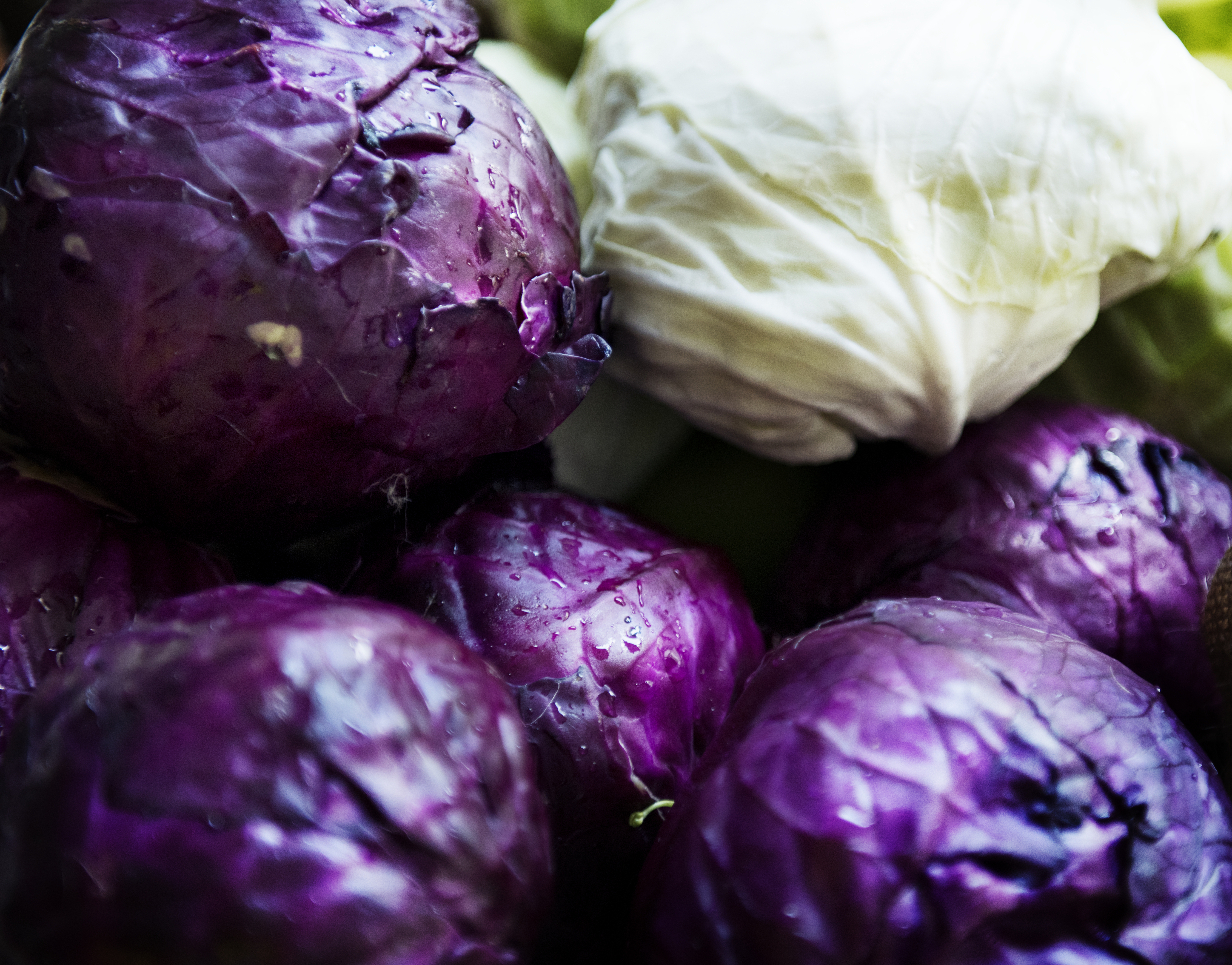 Fresh Red and White Cabbage