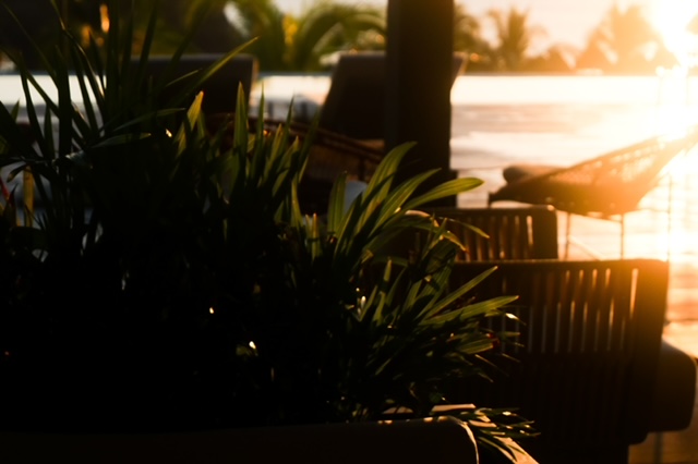 Outdoor Potted Palm Plant