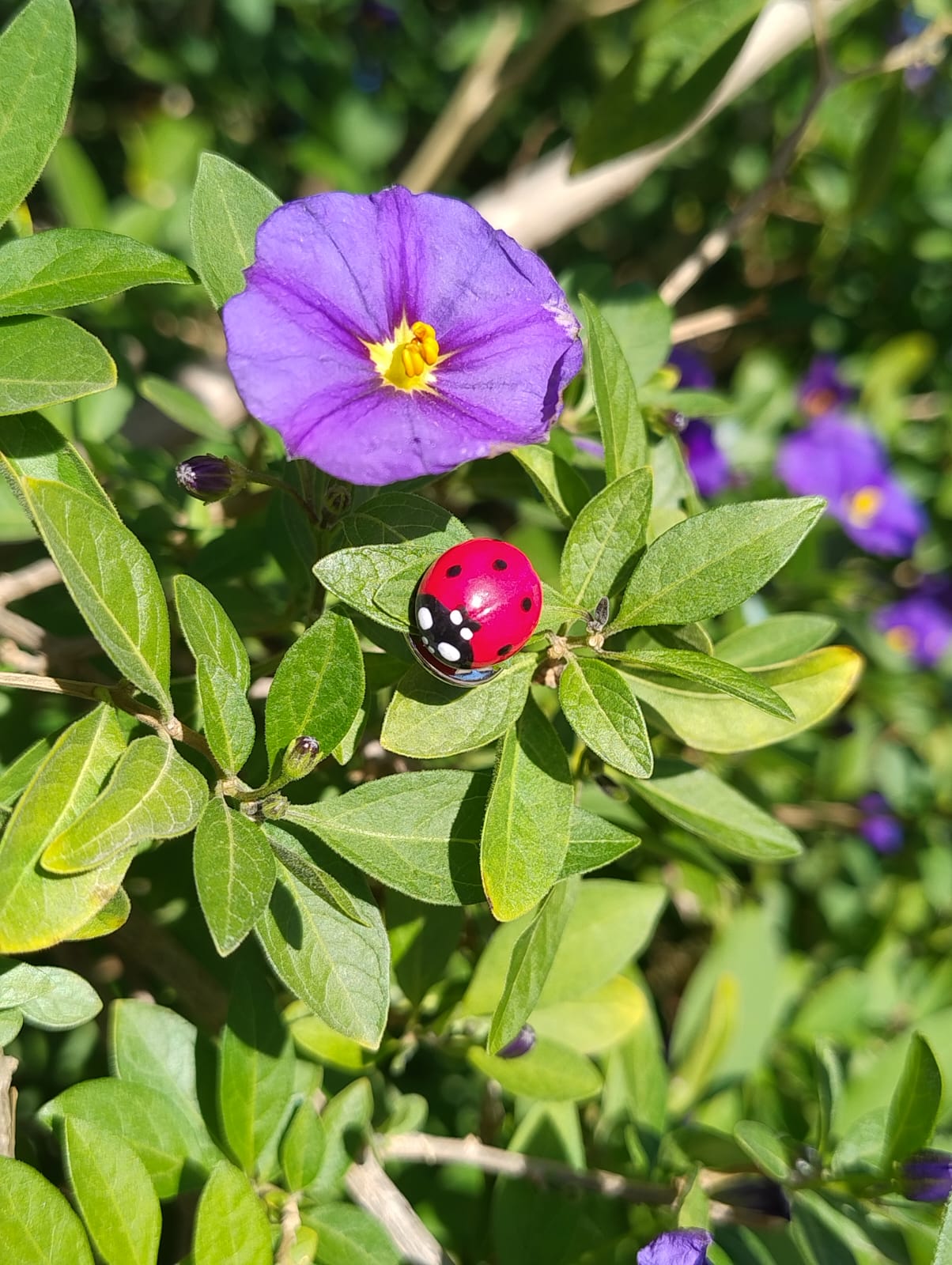 Pin's Coccinelle Porte-Bonheur