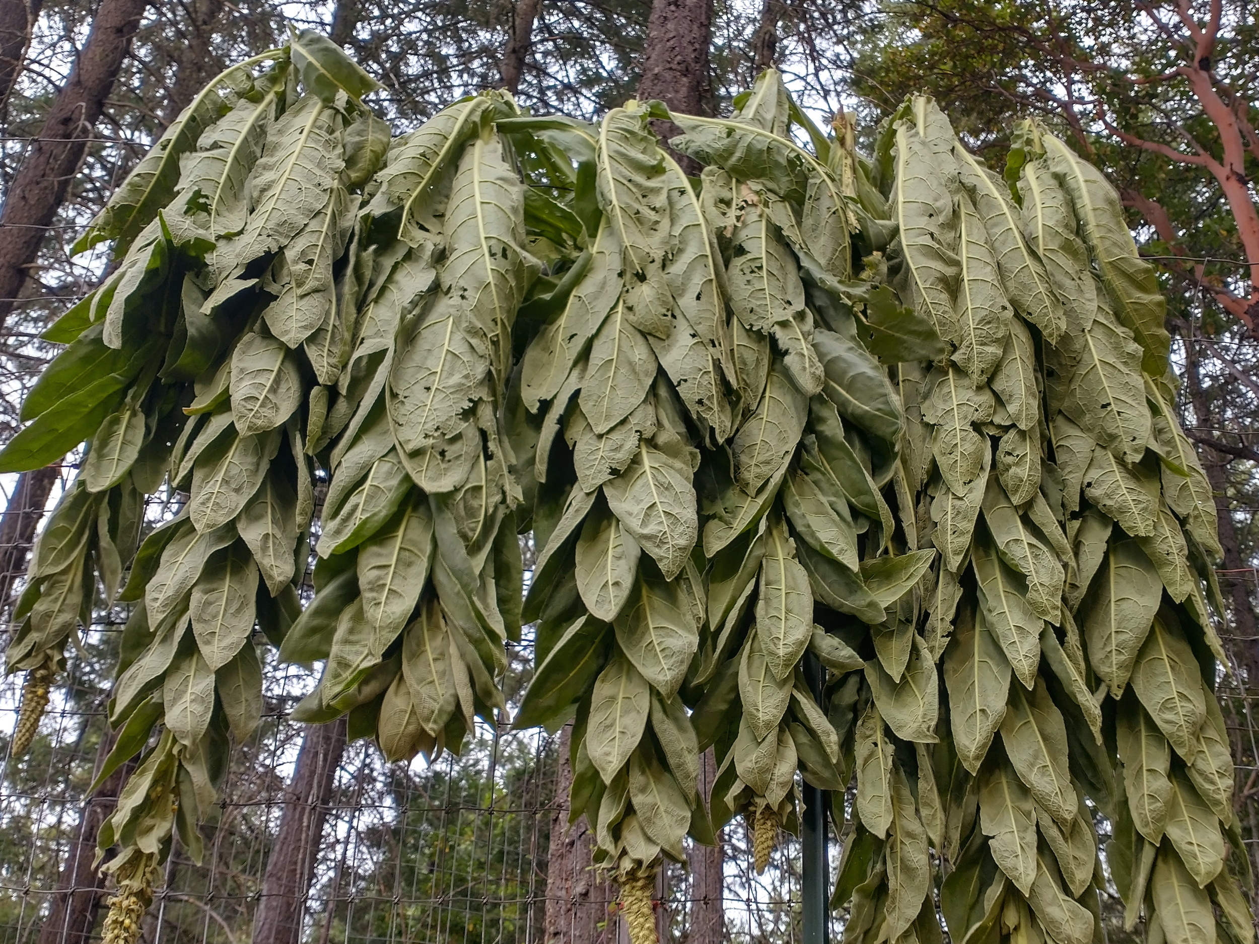 Dried Mullein Bundles