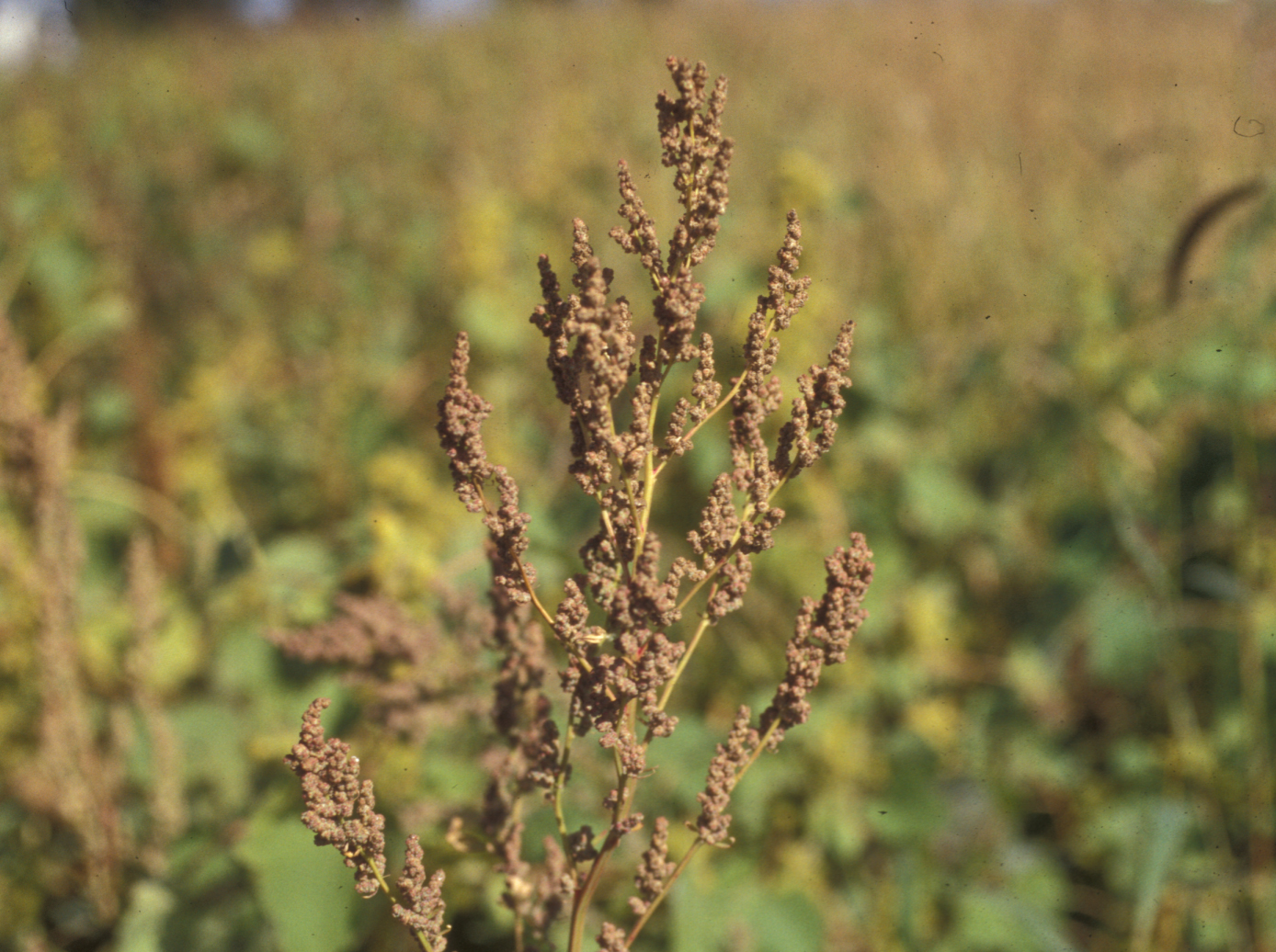 Lambsquarter Seed Packet