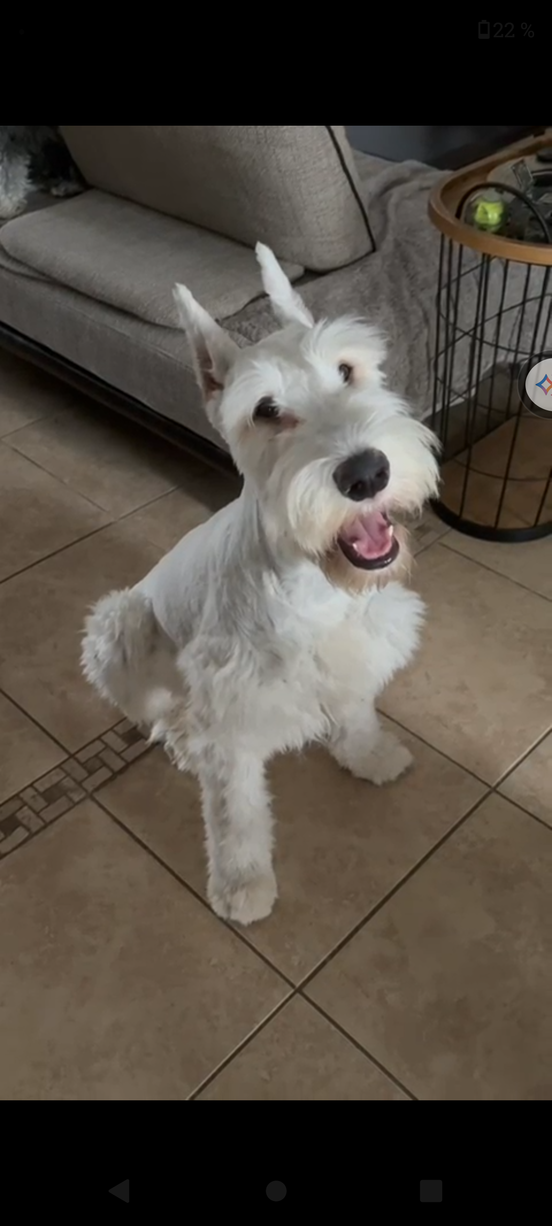 Schnauzer blanco