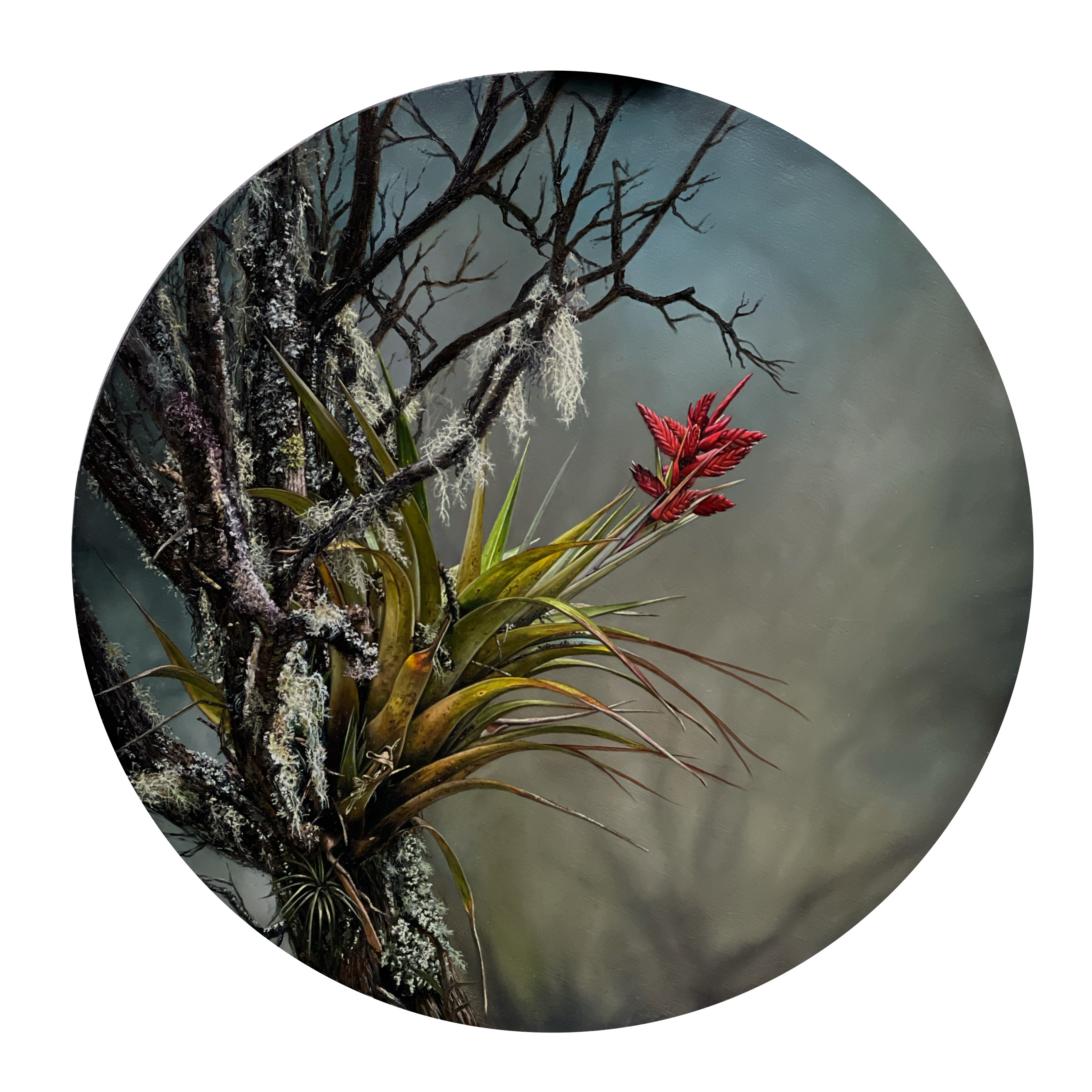 SIMBIOSIS 1 y SIMBIOSIS 2