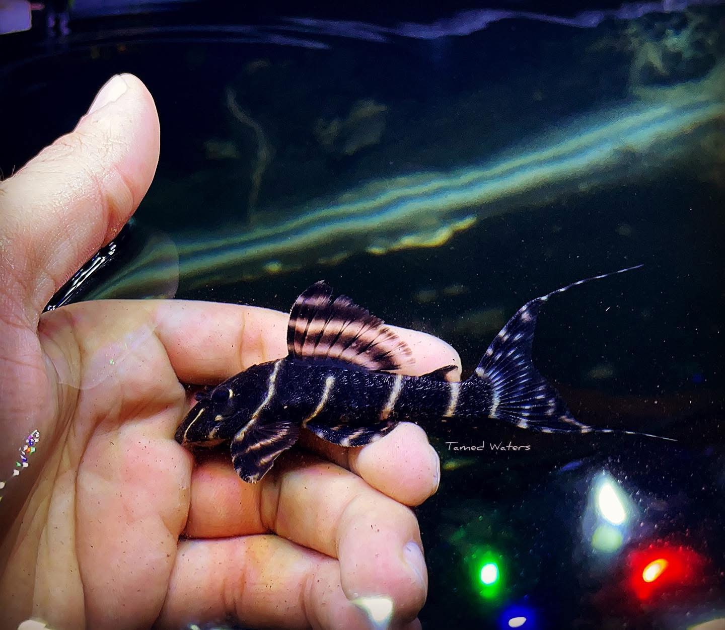 L 204 Flash Pleco 