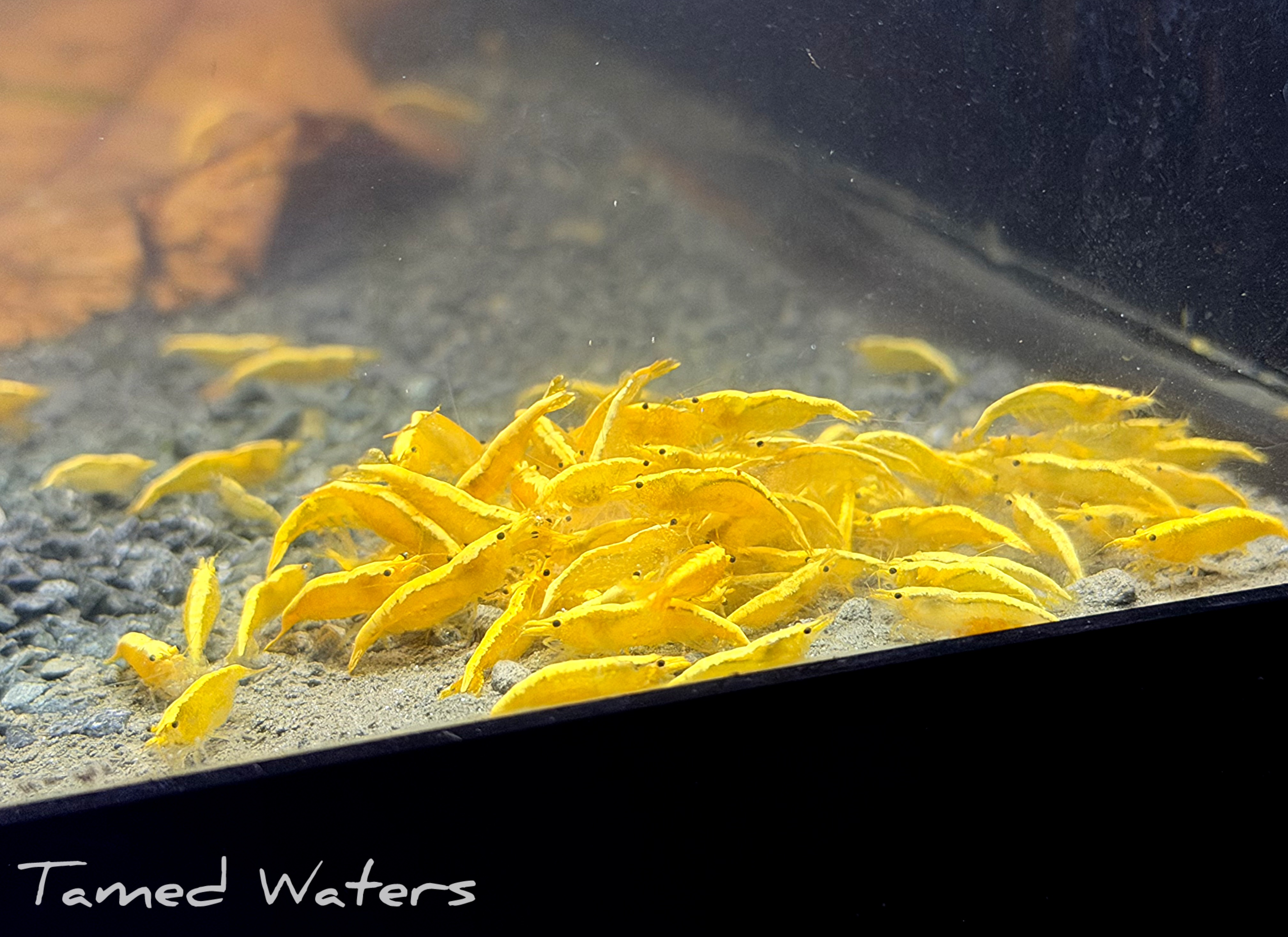 24K Golden Back Shrimp