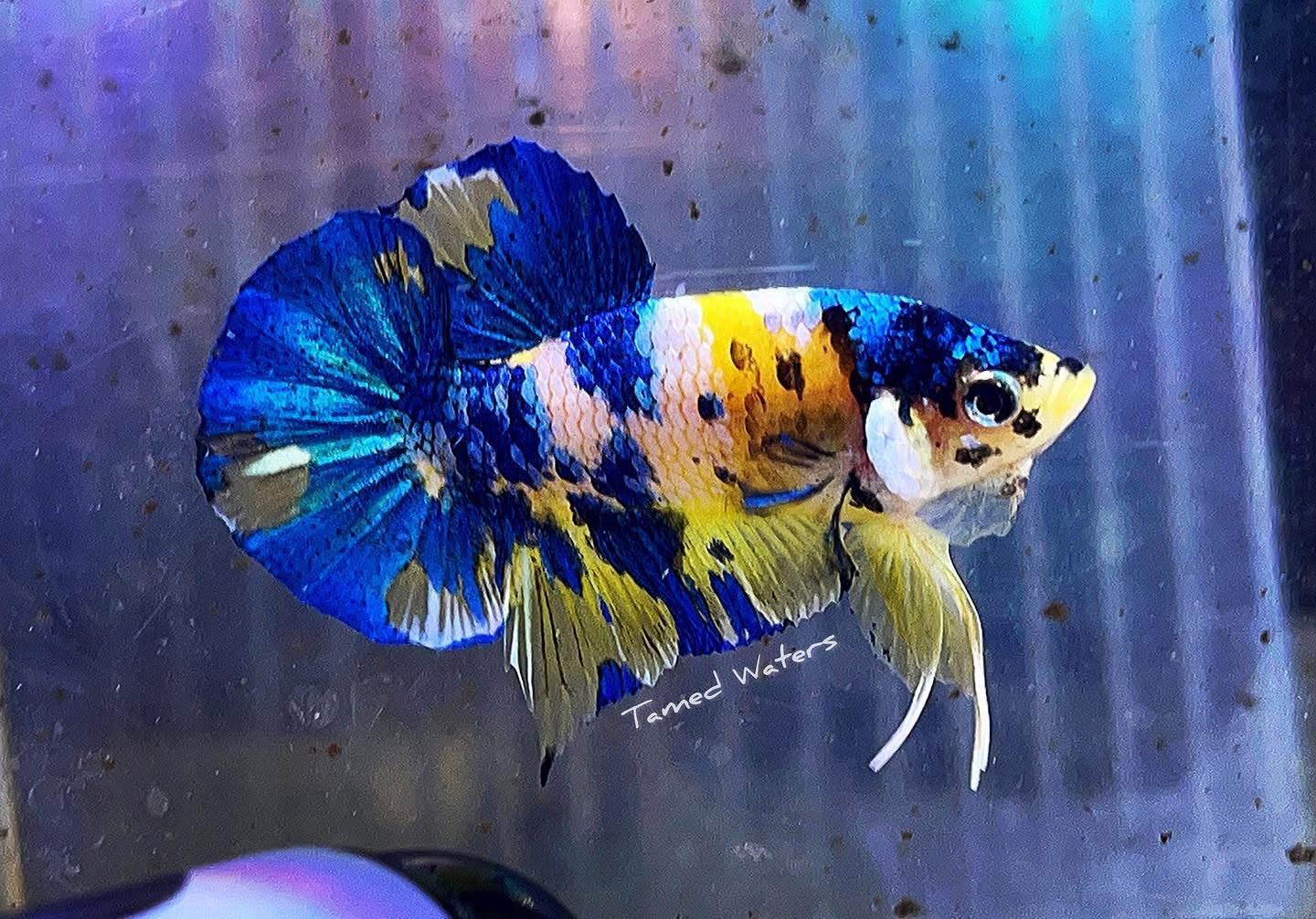 Yellow Koi HMPK Male