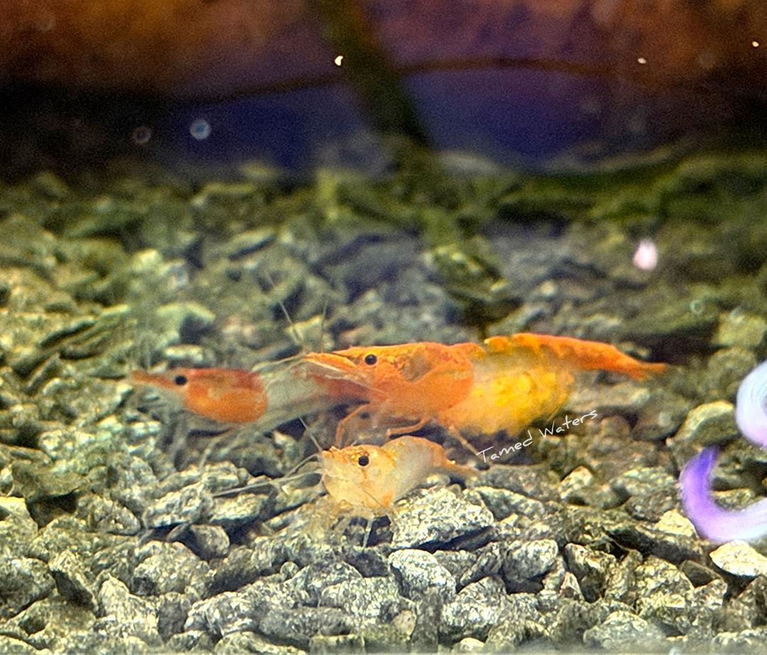 Orange Rili Shrimp