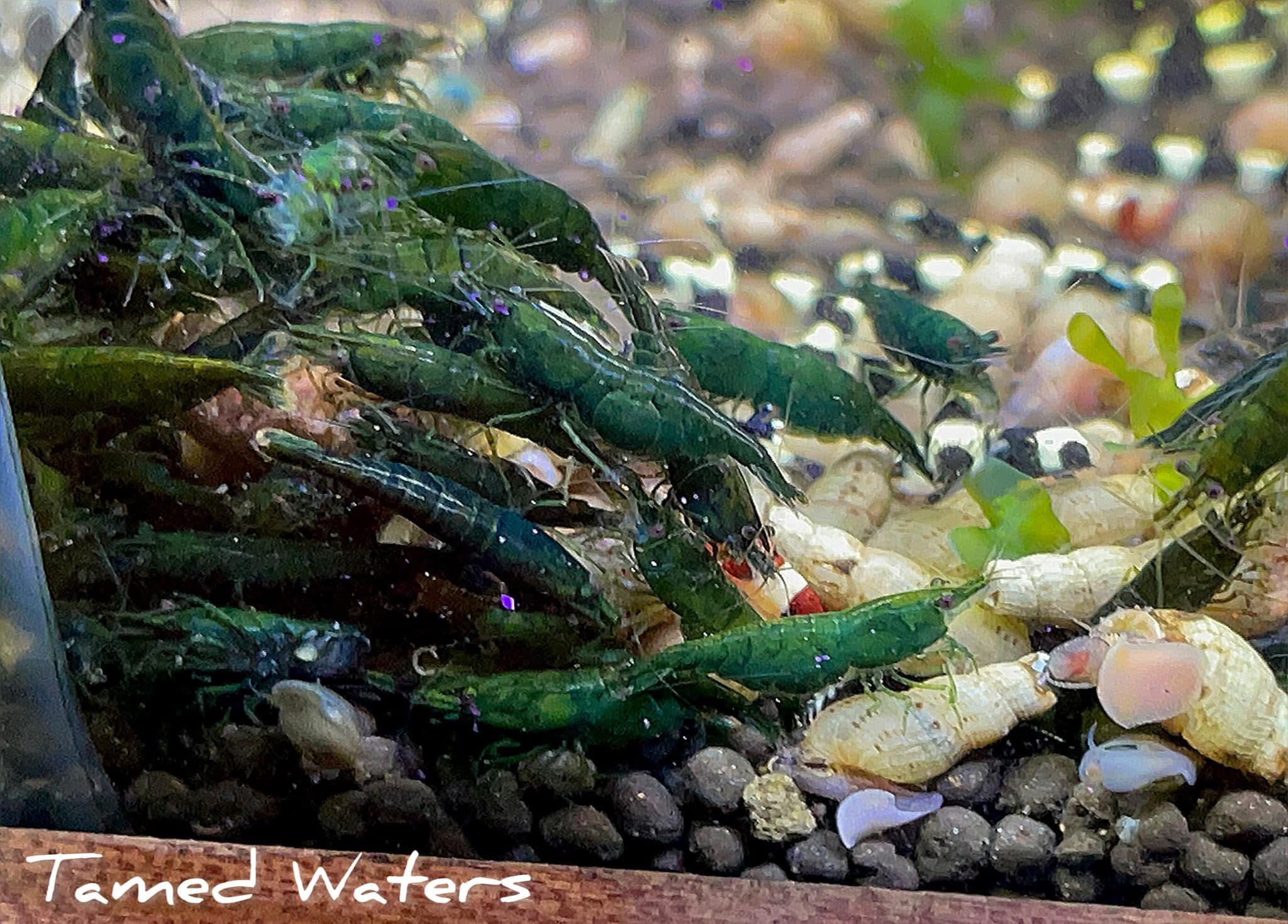 Green Jade Shrimp