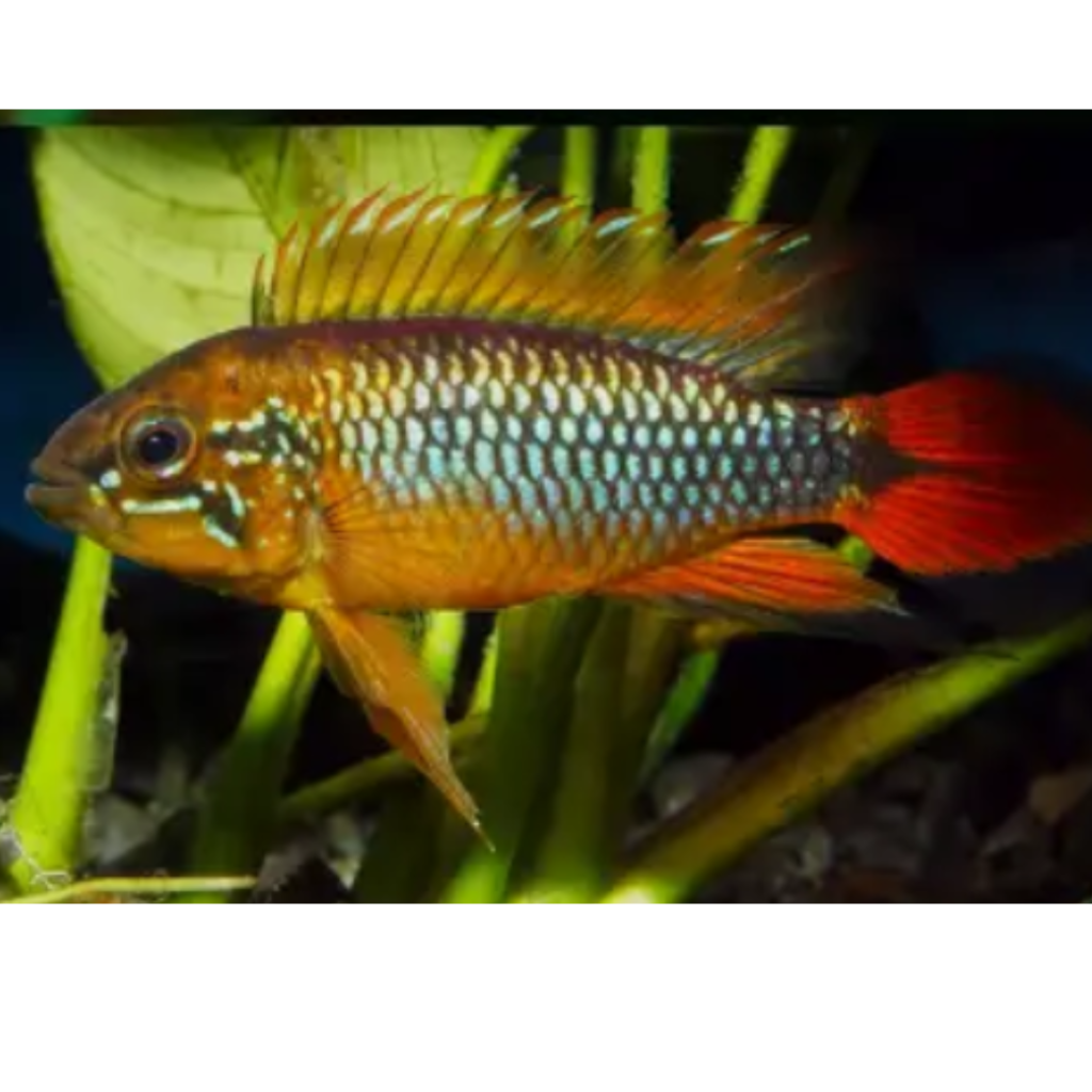 Apistogramma