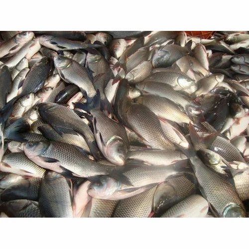 Bocha ( Indian Carp)