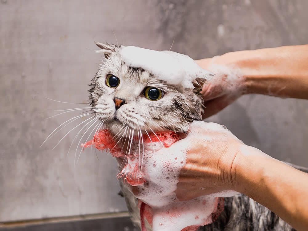 Cat (Bath + Basic)
