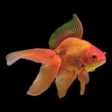 Goldfish Pair (Rs.800-7k)