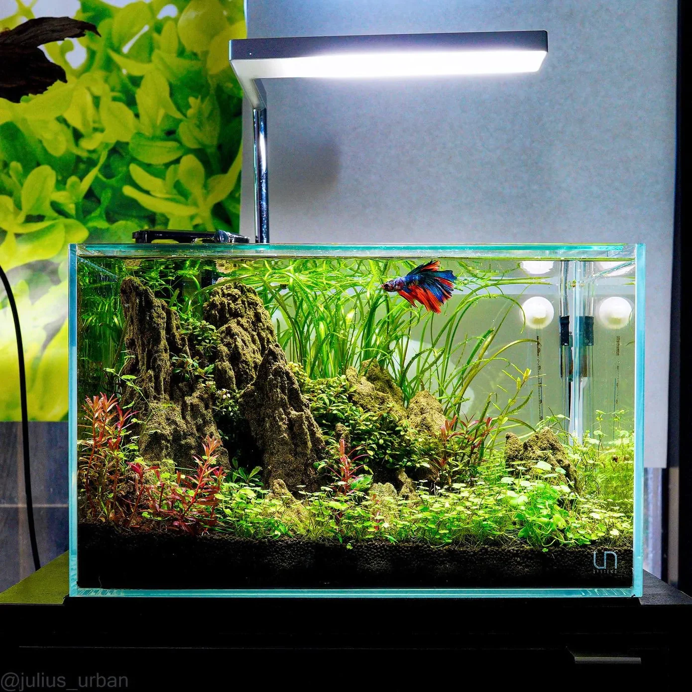 Aquascape Glass Aquarium
