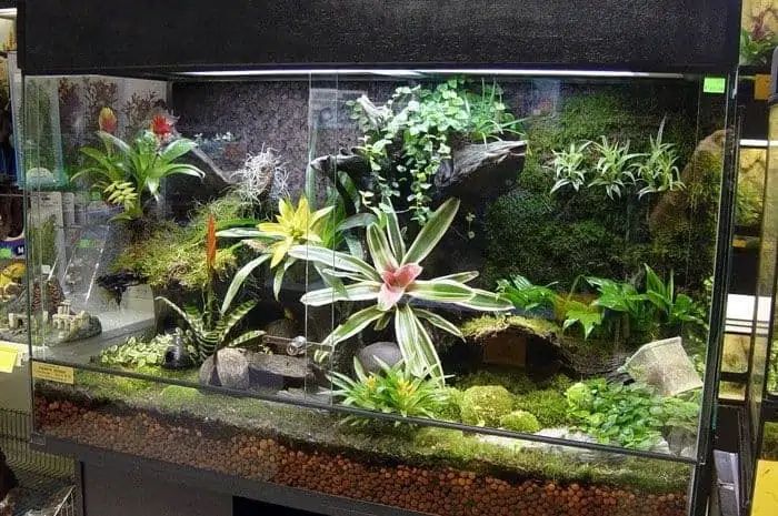 Decorative Terrarium