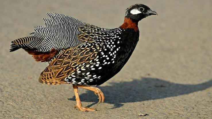 Painted Bush Quail