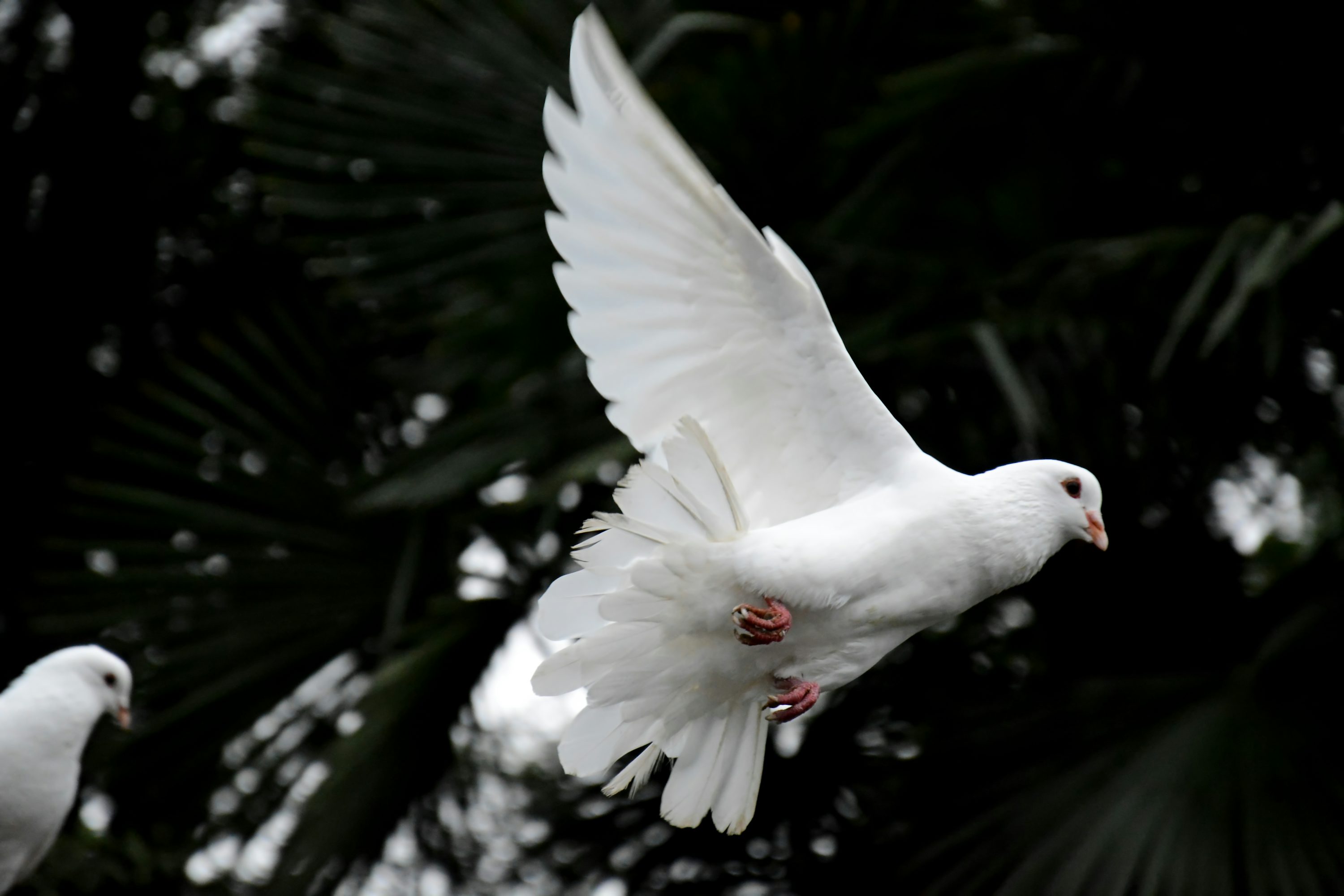 White Dove