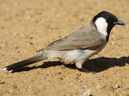 White-eared bulbul