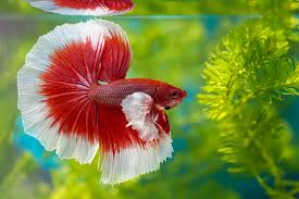 Betta Fish Single Piece (Rs.600-3k)