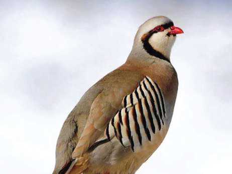 Chukar Partridge
