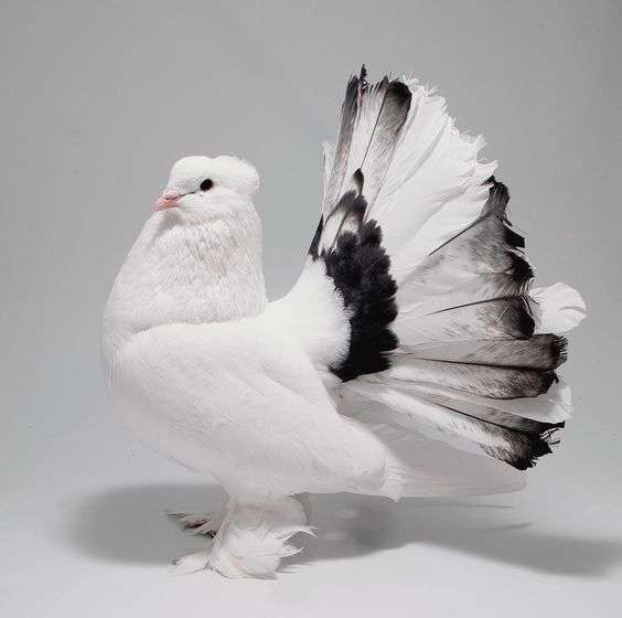 Fantail Pigeon