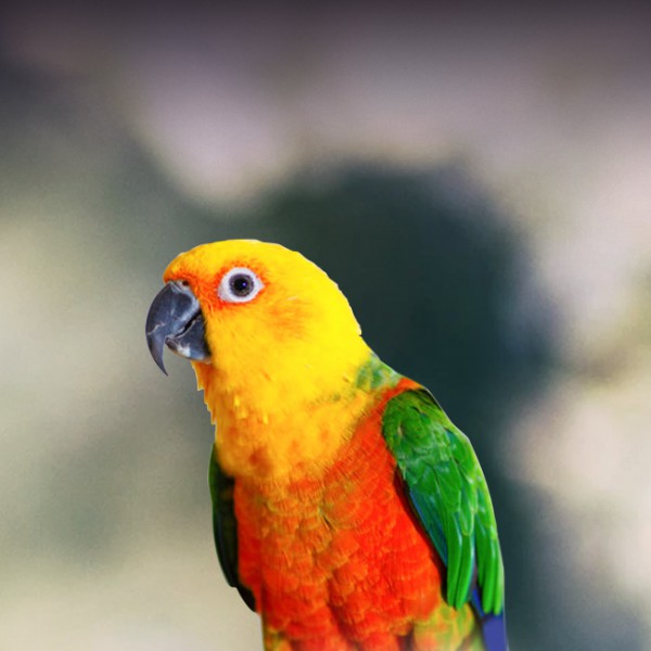 Sun Conure Parrot