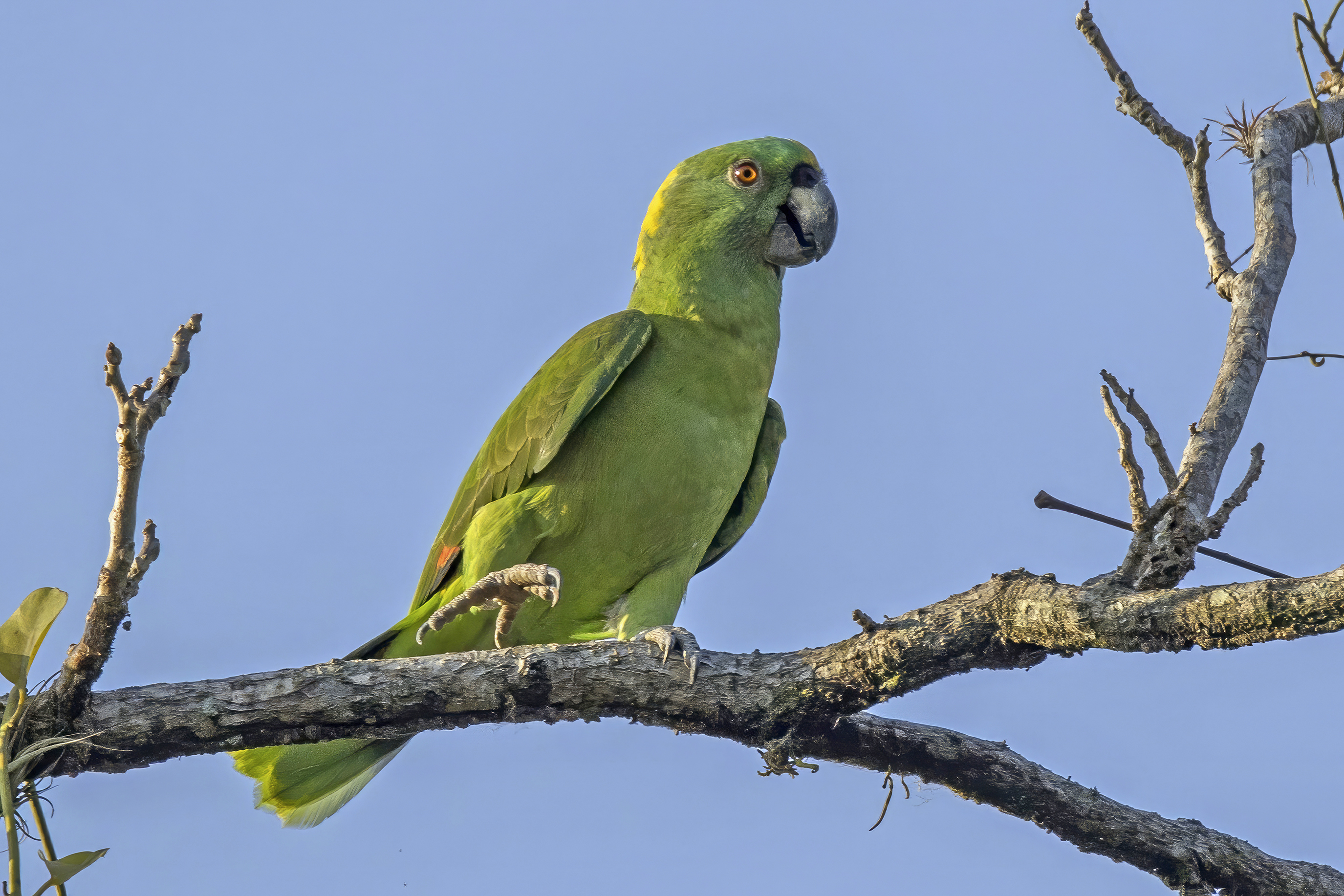 Amazon Parrot