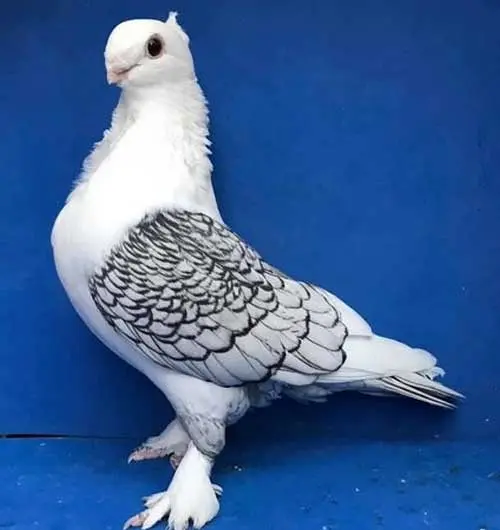 Fancy Pigeon