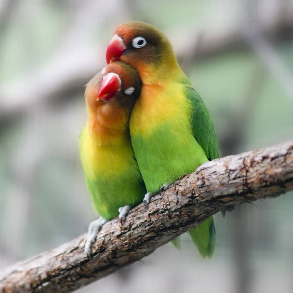Pair of Lovebirds