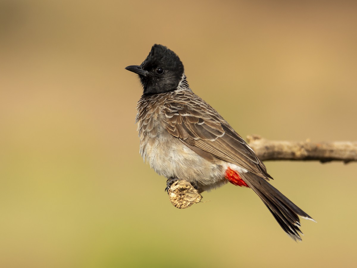 Red-vented bulbul