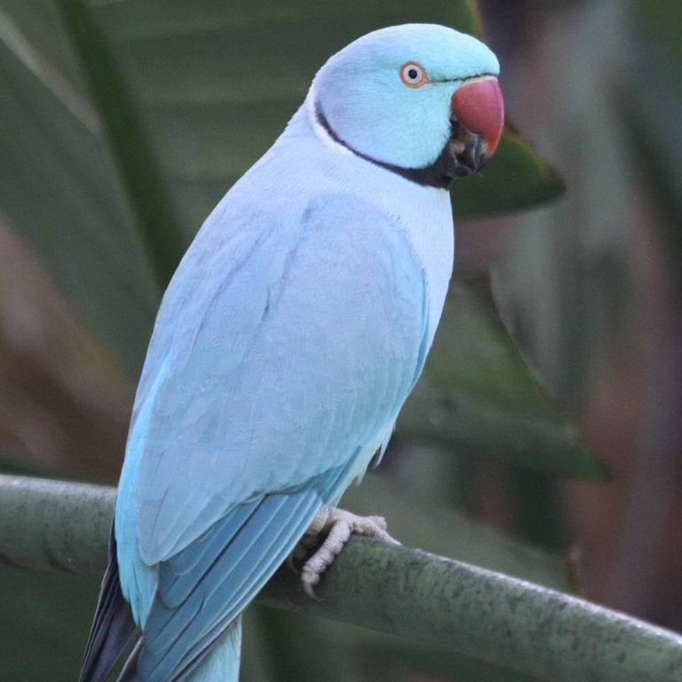 Indian Ringneck Parakeet