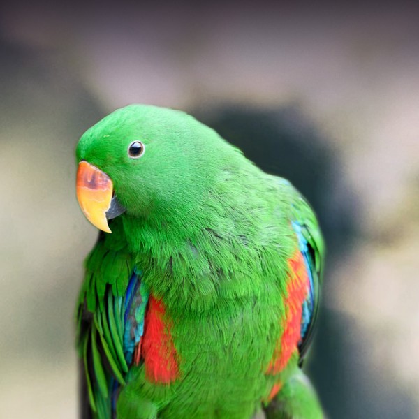 Eclectus Parrot
