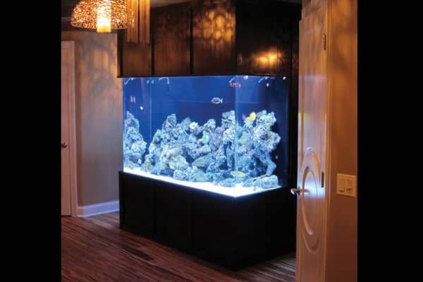 Large Home Aquarium