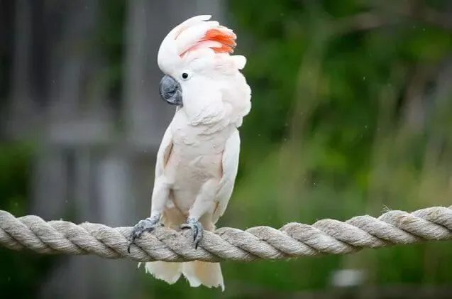 White Cockatoo Parrot