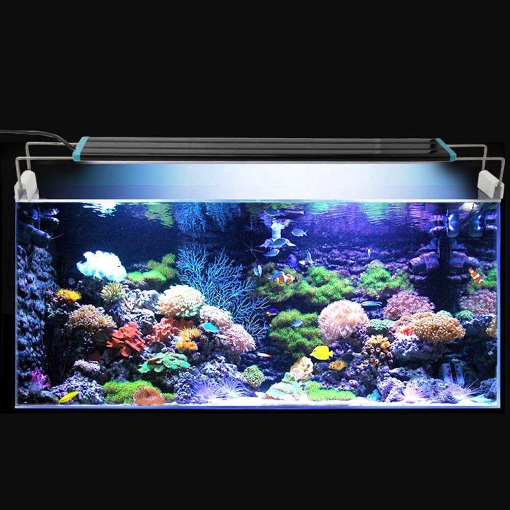 Waterproof LED-lit Aquarium (Rs. 1000-15000)