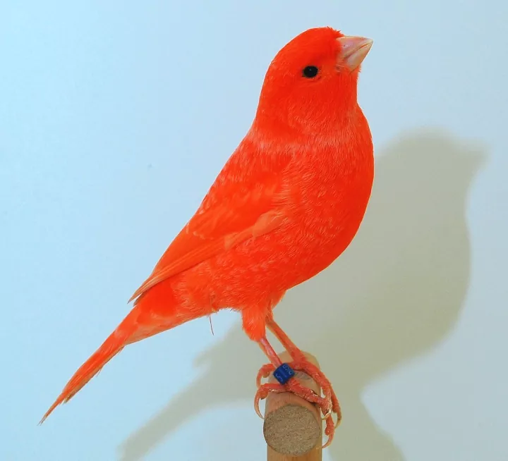 Red Canary