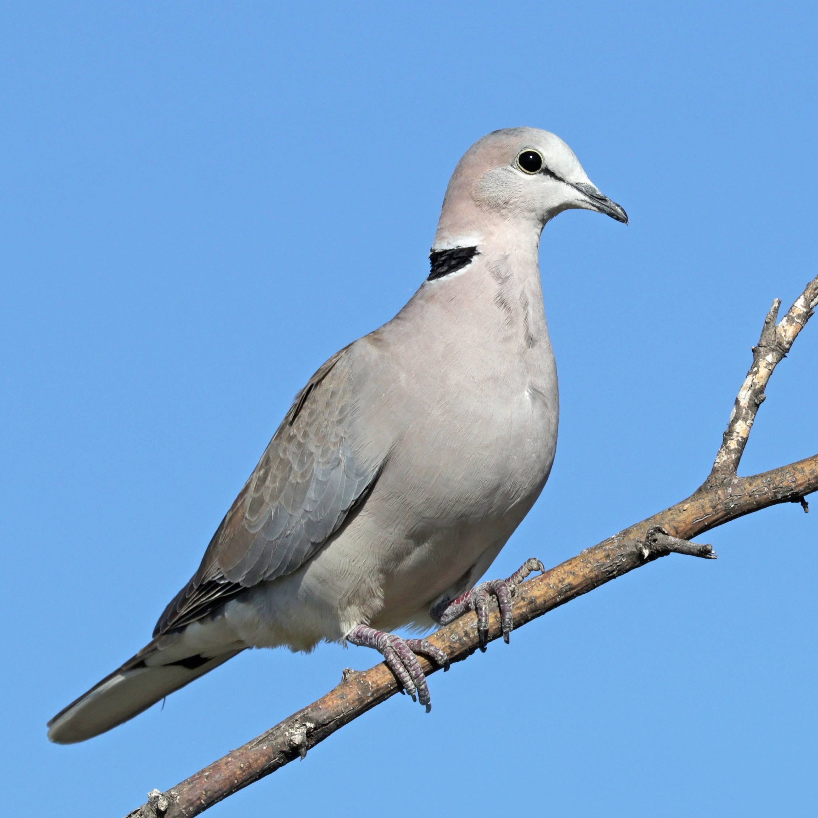 Eurasian Collared Dove