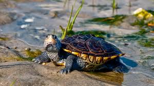Diamondback Terrapin Turtle