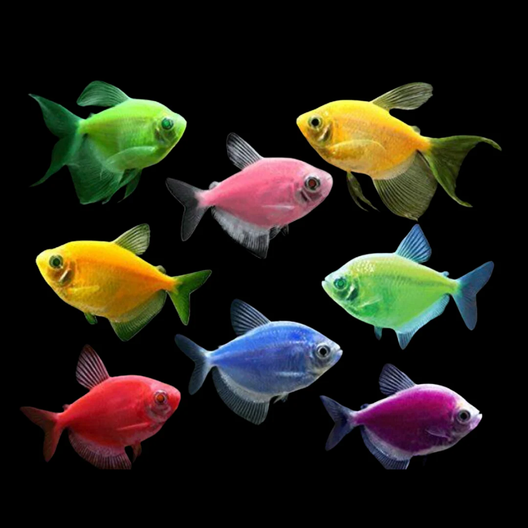 Colorful GloFish Tetras/Color Widow Fish Pair (Rs.600-800)