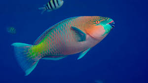 Parrotfish Pair (Rs.6k-30k)